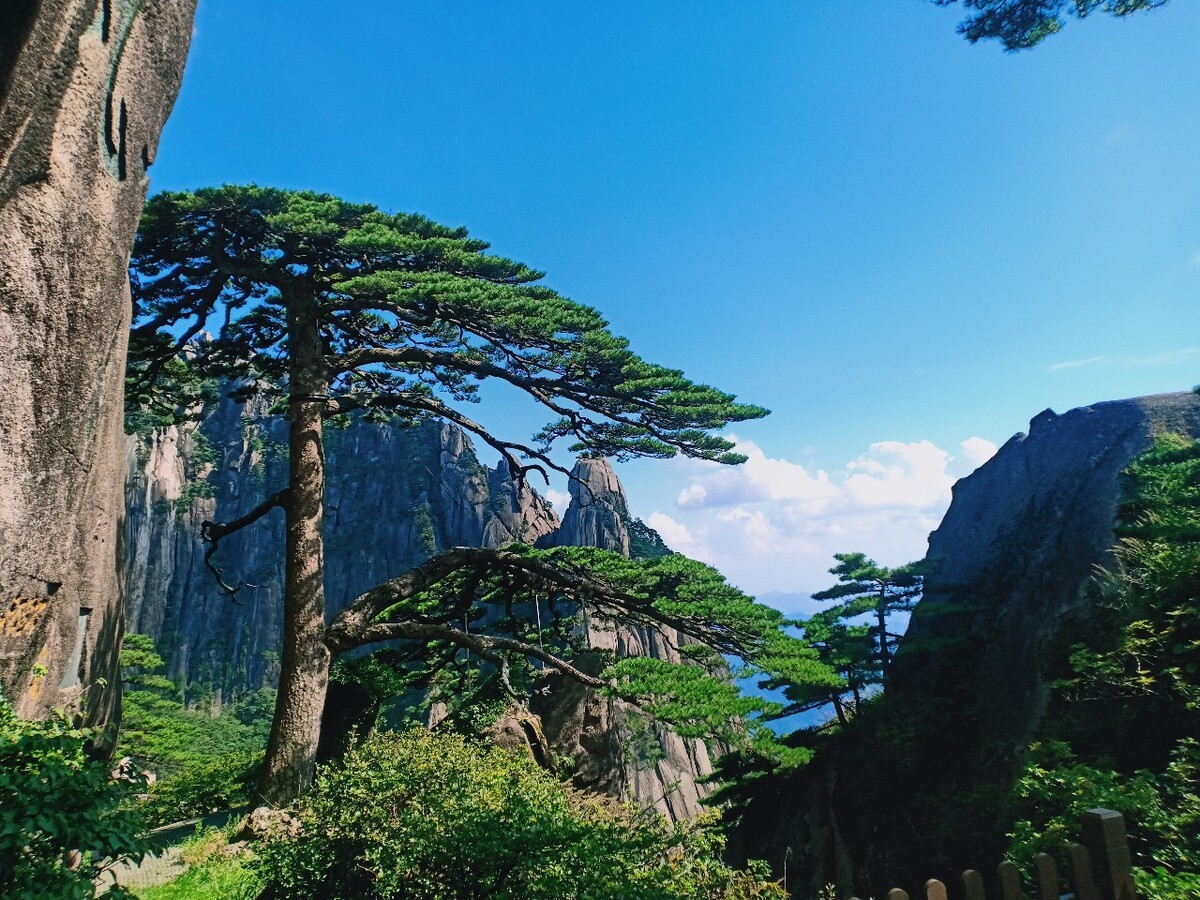 Greeting-Guest-Pine-Huangshan